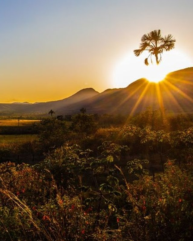 Sol nascendo atrás de um buriti sobre o cerrado e os morros da Chapada dos Veadeiros